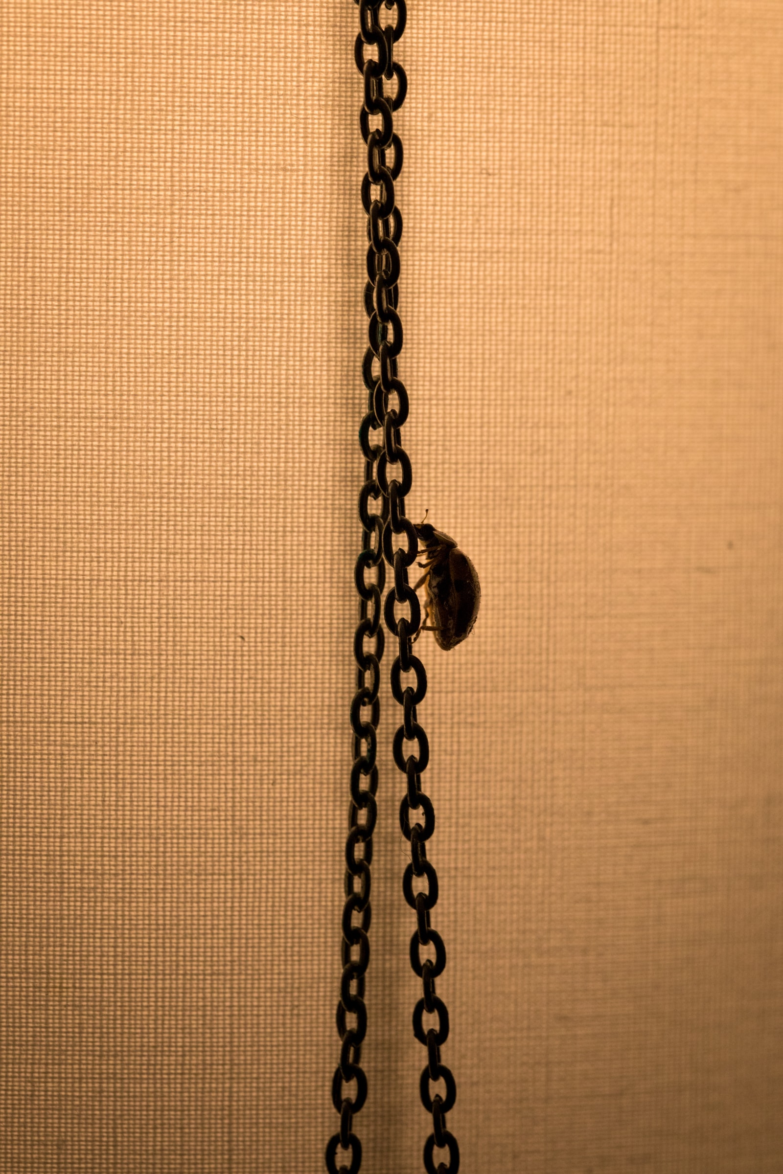 coccinelle
