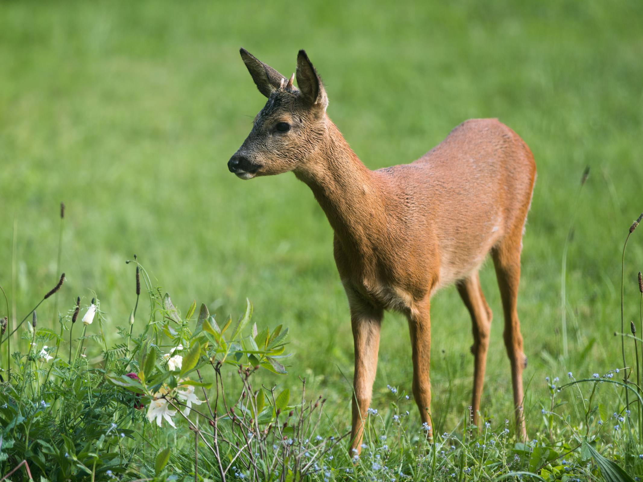 chevreuils